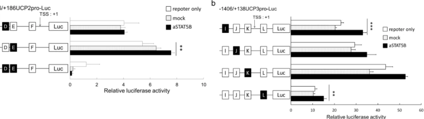 Figure 3. The effects of active STAT5B proteins on the transcriptional activity of the (a) UCP2 promoter  constructs and (b) UCP3 promoter constructs with deleted STAT5B consensus sequences