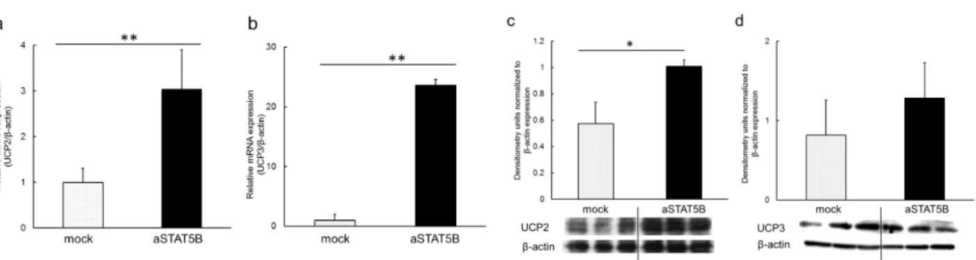Figure 5. UCP2 and UCP3 expression in differentiated L6 cells transfected with pCMX-aSTAT5B