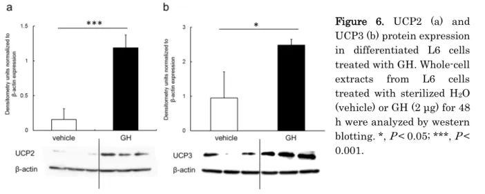 Figure  6.  UCP2 (a) and  UCP3 (b) protein expression  in differentiated L6 cells  treated with GH