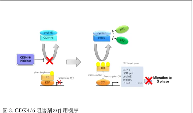 図 3. CDK4/6 阻害剤の作⽤機序  れた。palbociclib と ribociclib は分⼦構造がよく似ており各種 CDK に対する IC 50 も類似している 32 (図 4)。⼀⽅ abemaciclib は他の２剤と分⼦構造が⼤きく 異なっており各種 CDK に対する IC 50 も他の２剤に⽐べ⼩さい傾向にある。ま た abemaciclib は CDK ファミリーに対し広いスペクトラムを有している。主 要な副作⽤においても palbociclib と ribociclib は好中球減