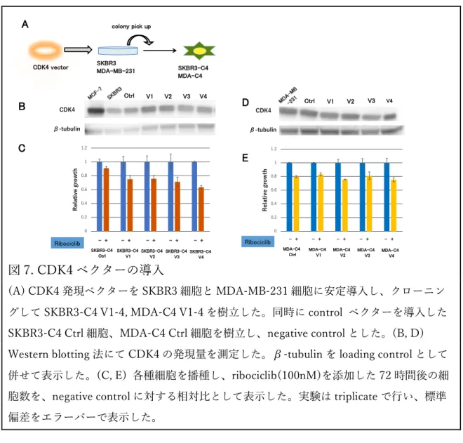 図 7. CDK4 ベクターの導⼊ 