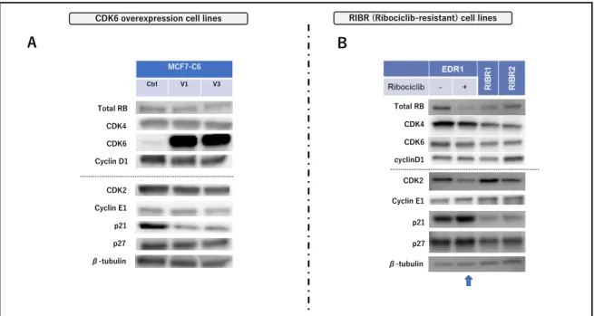 図 11. CDK6 過剰発現株と RIBR 細胞の細胞周期関連因⼦発現量 