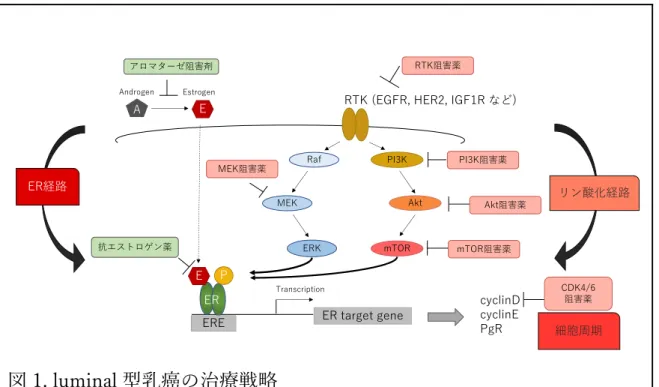 図 1. luminal 型乳癌の治療戦略 これらの細胞内リン酸化経路を標的とした多数の各種分⼦標的治療薬が開発さ れ実⽤化に向けて臨床試験が⾏われている 10 。mTOR 阻害剤である everolimus は ER 陽性 HER2 陰性進⾏再発乳癌に対し 2014 年に本邦で承認されており、 現在実臨床で使⽤可能な唯⼀の細胞内リン酸化経路阻害剤である 11 。ホルモン 療法耐性には細胞内リン酸化経路の関与が知られているが、分⼦機能解析学分 野の研究室では数種類のホルモン療法耐性株を独⾃に樹⽴しており、こ