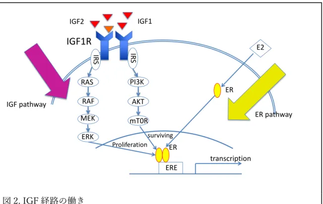 図 2. IGF 経路の働き 
