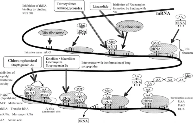 Fig． 4. Sites action of protein synthesis inhibitors.