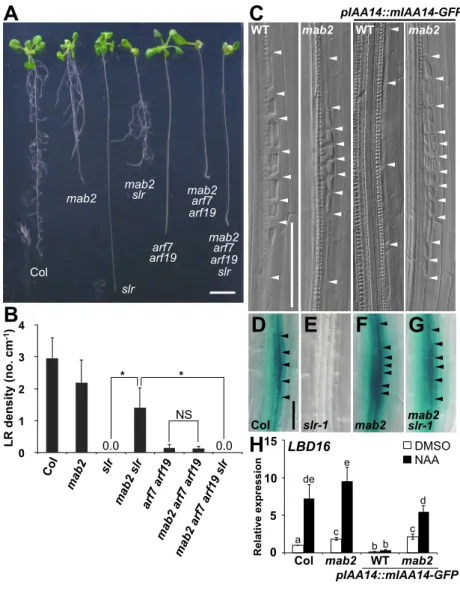 Fig. 1. 0  1  2  3  4  1"2"3"4"5"6"7" pIAA14::mIAA14-GFP  mab2 WT mab2 C  WT Col slr mab2 mab2 slr arf7 arf19 mab2 arf7 arf19 mab2 arf7 arf19 slr B  H  *  NS LR density (no