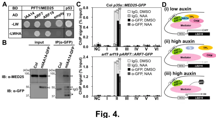 Fig. 4.A  C  0.0  0.2  0.4  0.6  0.8  1"2"3" 4" 5" 6" 7"Col p35s::MED25-GFP  