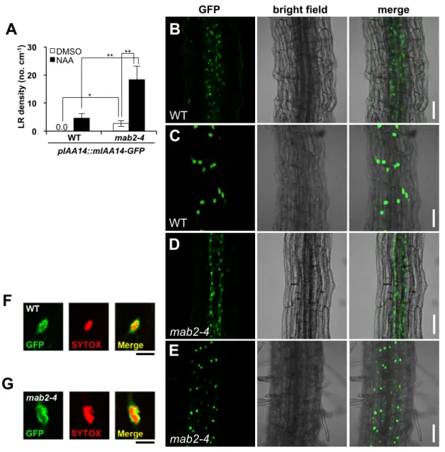 Fig. S2. A  mab2-4mab2-4D E WT WT B C 