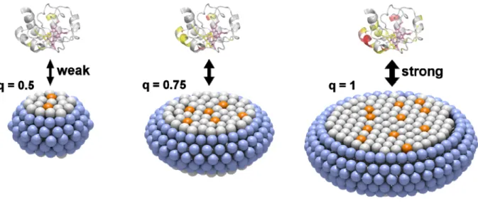 Fig. S5. Schematic diagram of the interaction between cyt c and CL-containing bicelles