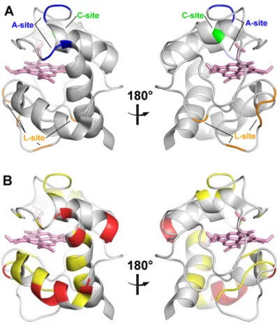 Fig. S7. Mapping of the amino acid residues of cyt c. (A) The proposed CL-interaction sites and  (B) the residues with substantial CSP values