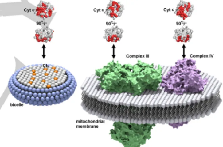 Figure 3. Schematic diagram of cyt c interaction sites with a CL-containing  bicelle, Complex III, and Complex IV