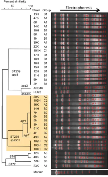 Figure 1. PFGE patterns of MRSA isolated from outpatients with nongonococcal urethritis and from inpatients in Russia compared with ST239 reference strains