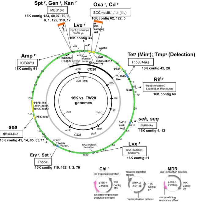 Figure 2. Genome information for ST239 MRSA strain 16K in comparison with ST239 MRSA strain TW20