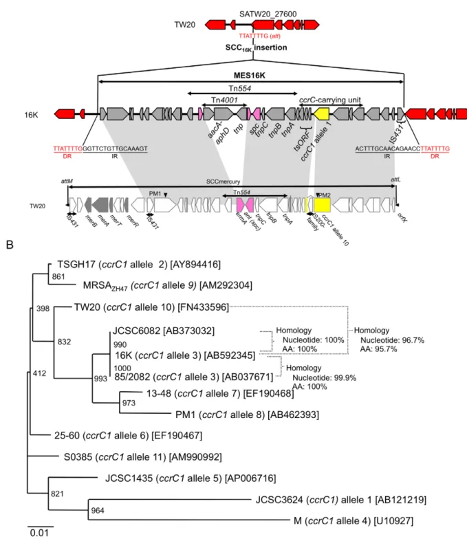 Figure 4. MES16K structure and phylogenetic tree analysis for the ccrC genes. The SCCmercury data for strain TW20 are from GenBank accession number FN433596