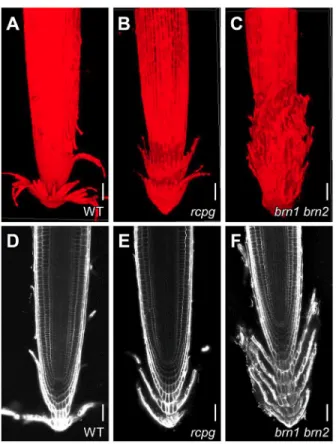 Fig. 7. RCPG-RFP fusion proteins localize to the apoplast and complement the defects of the rcpg mutant