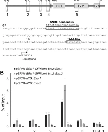 Fig. 8. BRN1 directly binds to the proximal promoter region of RCPG.