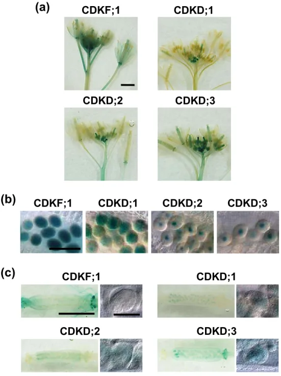 Figure 1. Expression patterns of CAKs in flowers and gametophytes.