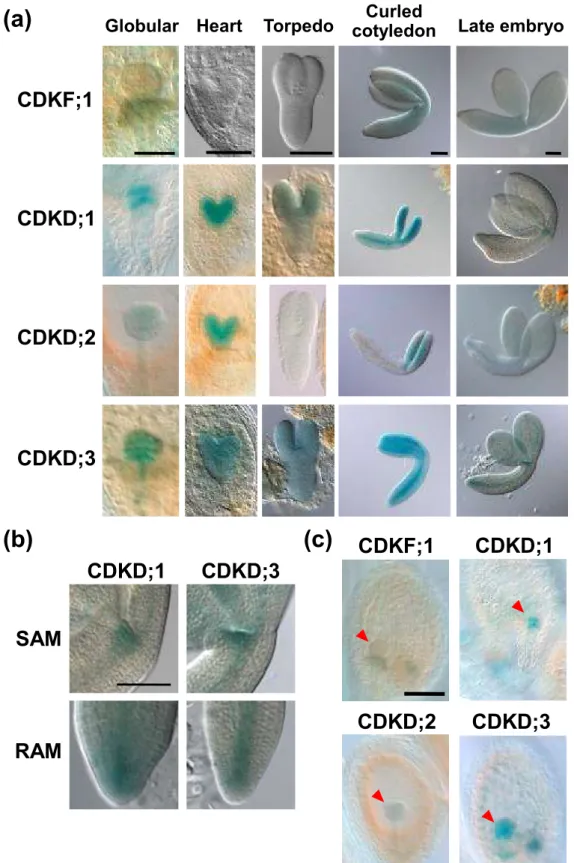 Figure 2. Expression patterns of CAKs in embryo and endosperm.