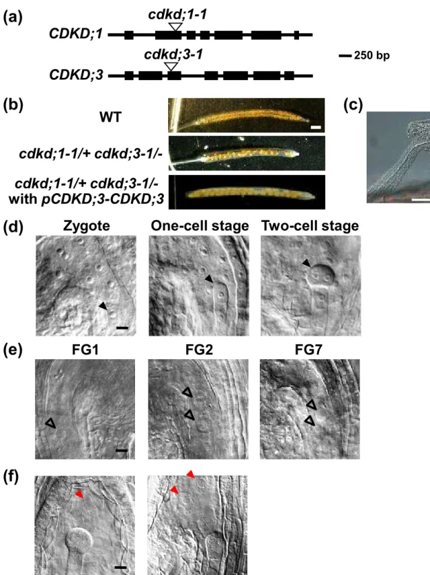 Figure 3. Gametophyte-lethal phenotype of the cdkd;1 cdkd;3 double mutant.