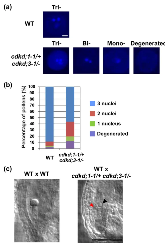 Figure 4. Disturbed pollen mitosis in cdkd;1 cdkd;3.