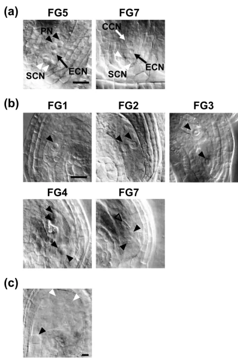 Figure 5. Defects in female gametogenesis in cdkd;1 cdkd;3.