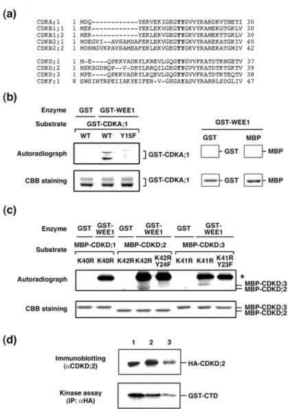 Figure 3. Arabidopsis WEE1 phosphorylates CDKDs as well as CDKA;1. 