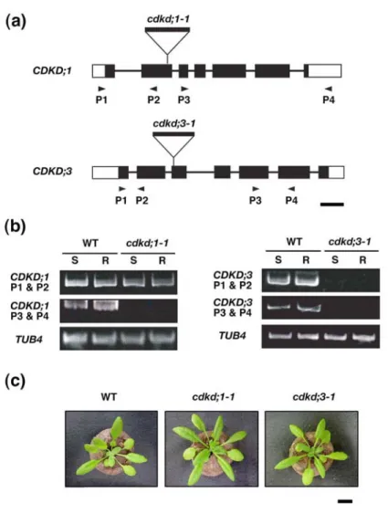Figure 4. T-DNA insertion mutants of CDKD;1 and CDKD;3. 