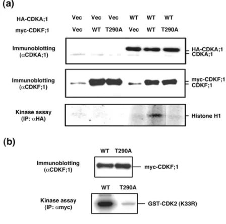 Figure 5. T-loop phosphorylation of CDKF;1 is indispensable for CAK activity. 