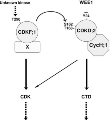 Figure 6. Phosphorylation of CDK and CTD in Arabidopsis. 
