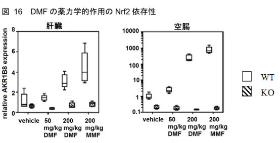 図   16 DMF の薬力学的作用の Nrf2 依存性