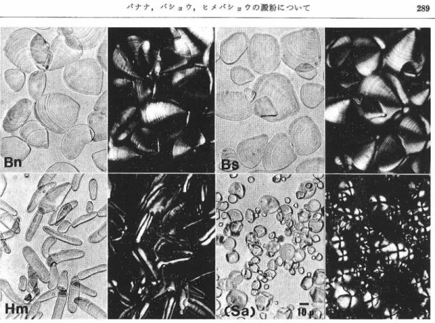 Fig.  1.  Photomicrographs  of  starch  granules.