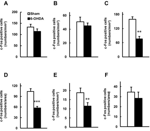 Fig. 5.    6-OHDA 誘発片側線条体破壊マウスの後肢足底へのカプサイシン投与による脳 内 c-Fos 発現変化．マウスの左側線条体に生理食塩水もしくは 6-OHDA を局所注入し，