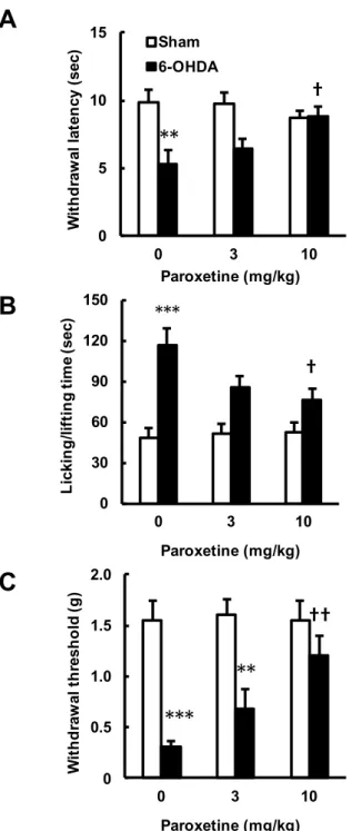 Fig.  7.    6-OHDA 誘発片側線条体破壊マウスの痛覚過敏に対するパロキセチン  (PXT)  慢性投与の効果．マウスの左側線条体に生理食塩水もしくは 6-OHDA を局所注入し，