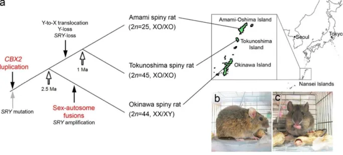 図 2  トゲネズミ属の性染色体 SRY と CBX2 の進化。Murata  et. al ., 2012.による。 