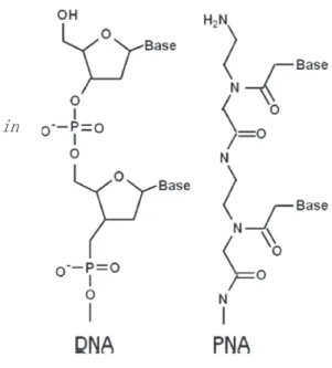 図 1   DNA  と  PNA  の構造