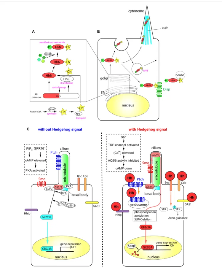 FIGURE 1 | The processing of Hh proteins and their intracellular signaling pathways. (A) Cleavage of Hh polypeptides and their modifications in ER and golgi  apparatus