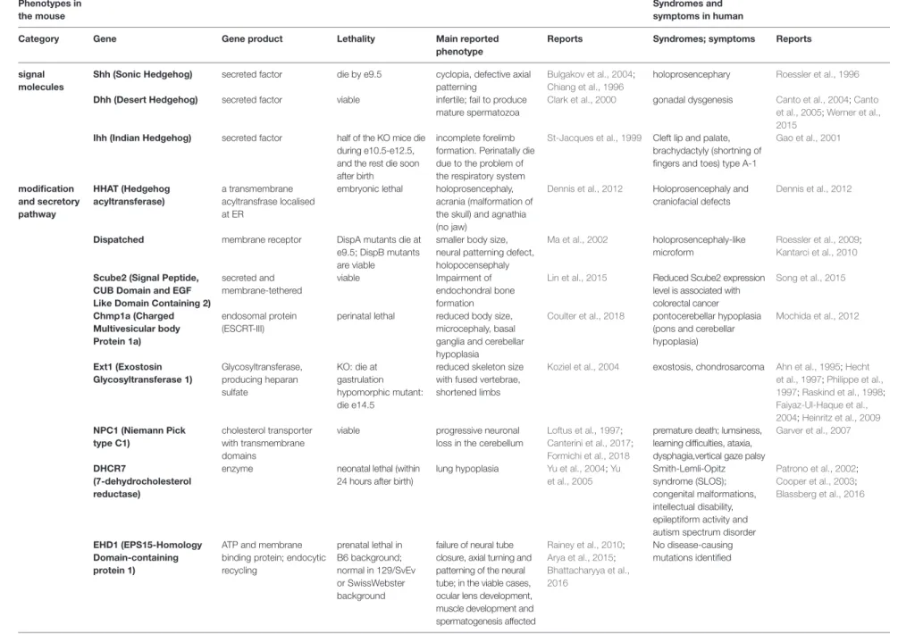TABLE 1 | Main phenotypes and symptoms caused by the mutations and deficiencies of the Hh-related genes in mice and in humans.