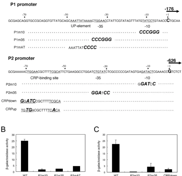 Fig. 4. Effect of putative regulatory element mutation on relA promoter activity. Each mutated promoter was fused tran- tran-scriptionally to lacZ