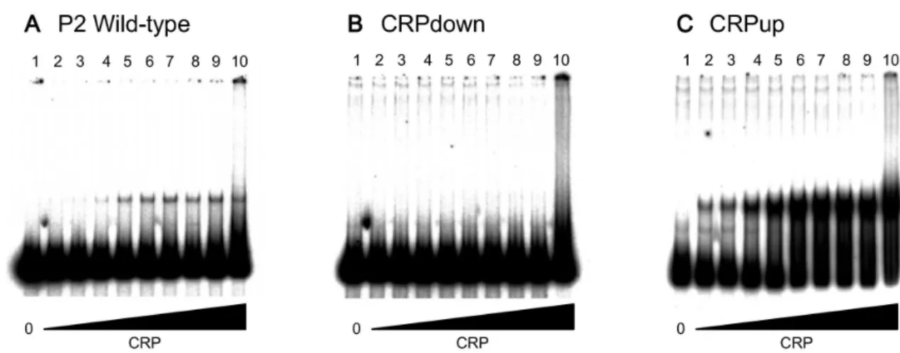 Table 4. Complementation analysis for supply of H-NS from a multicopy plasmid a