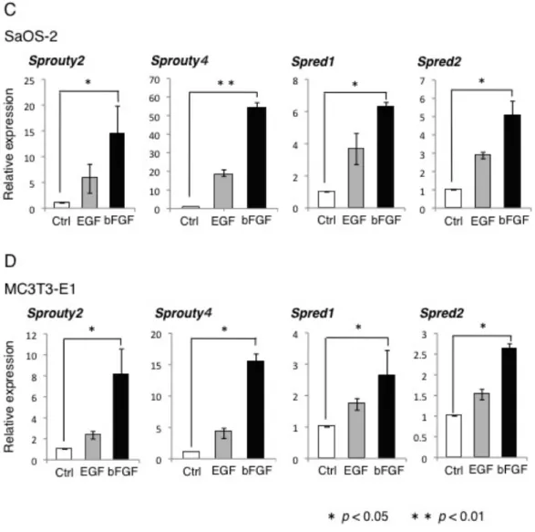 図  2 :  骨芽細胞株における  Sprouty/Spred  ファミリーの  mRNA  の発現