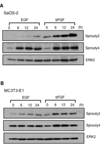 図  3 :  骨芽細胞におけるタンパク質レベルでの  Sprouty2  と  Sprouty4  の発現