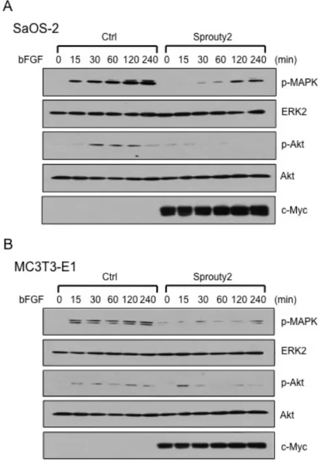 図  6 : Sprouty2  の  MAPK  および   Akt  への影響 