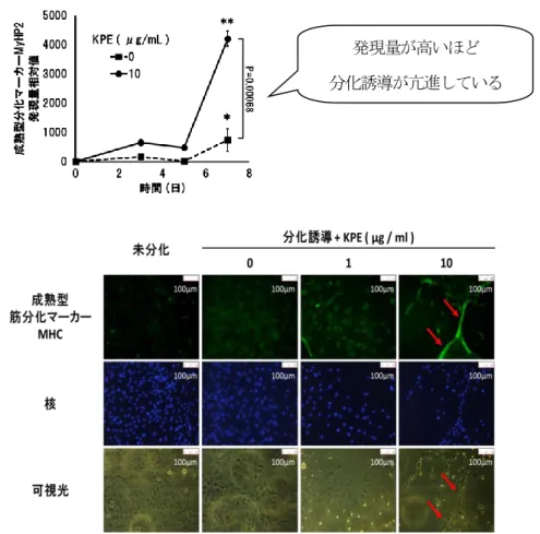 図 9.  黒ショウガエキス（KPE）による筋分化誘導促進作用  成熟型筋分化マーカーの経時的発現量変化（上） 、免疫染色による筋管形成の確認（下）  赤矢印は筋管を表している  ＊：P＜0.05  ＊＊：P＜0.01  vs
