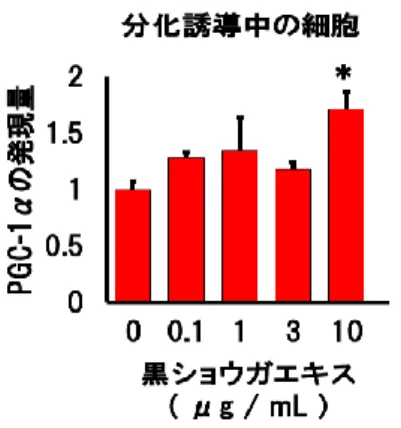 図 13.  黒ショウガエキスにおける脂質代謝促進作用  ＊：P＜0.05  vs. コントロール（黒ショウガエキス 0μg/ml） 5) エネルギー産生促進作用 1)～4)までの結果で黒ショウガエキスが糖，乳酸，脂質の代謝を高めることが分かりました。 次に代謝が活性化したことで本当にエネルギー(ATP)産生量が増加しているかを調べました。 その結果，黒ショウガエキスによって分化誘導中及び分化誘導後の細胞のエネルギー(ATP)量 が有意に増加していることが分かりました（図 14） 。  これまでの結果から黒
