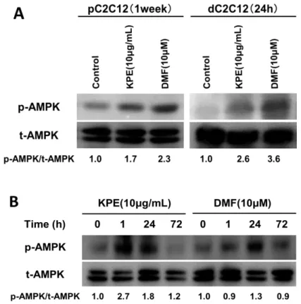 図 16.  黒ショウガエキス(KPE)および 5,7-ジメトキシフラボン(DMF)の AMPK 活性化作用  A.pC2C12 及び dC2C12 に及ぼす影響，B.計時的変化  p-AMPK：活性化型 AMPK，t-AMPK：AMPK 全体量  8) 黒ショウガの筋肉増強作用（まとめ） 黒ショウガエキスに含まれるポリメトキシフラボン（特に 5,7-ジメトキシフラボン）は，筋 肉のやる気スイッチ「AMPK」を活性化することで糖や脂質の燃焼を促進しエネルギー産生を向 上させることが考えられます。従って，黒シ