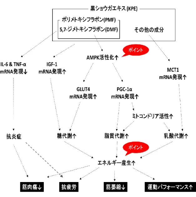 図 17.  黒ショウガエキスの筋肉に対する作用  J. Nature Med. 2015 印刷中  (3) 抗疲労作用（疲労回復促進作用）  2010 年に日本疲労学会では疲労を過度の肉体的および精神的活動、または疾病によって生じ た独特の不快感と休養の願望を伴う身体の活動能力の減退状態であると定義しています。つま り、一例をあげると運動後、我々の身体は疲労にさらされ、身体機能が低下するということで す。  これまでの研究から疲労はいくつかの要因が複合的に関与していると考えられています（参 考文献 1-5