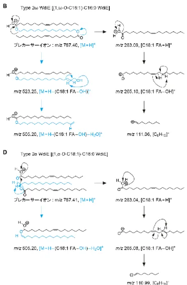 図 22. Type 2 WdiE のフラグメンテーション解析