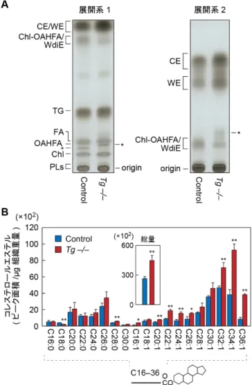 図 26. Tg-Cyp4f39 − / − マウスマイボーム腺における CE と WE の増加
