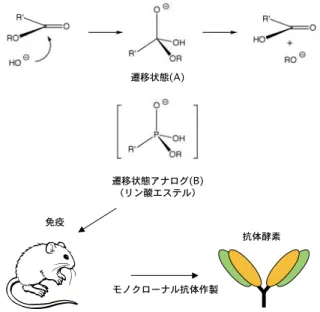 図 3 にエステル結合の加水分解反応の例を示した。エステルの 加水分解はカルボニル基の酸素原子上に負の電荷を持つ高エネル ギーな四面体遷移状態（A）を経て進行する。この四面体遷移状 態（A）に立体的かつ電子的に相補的な抗原結合部位を持つ抗体 は、反応の活性化自由エネルギーを減少させ、加水分解反応を触 媒する。現在、遷移状態アナログとしてリン酸エステル（B）が 使われており、これを免疫する事によってエステル加水分解を触 媒する抗体の作製が行われている 3） 。 これまでに筆者らは、独 自の遷移状態アナログ設計