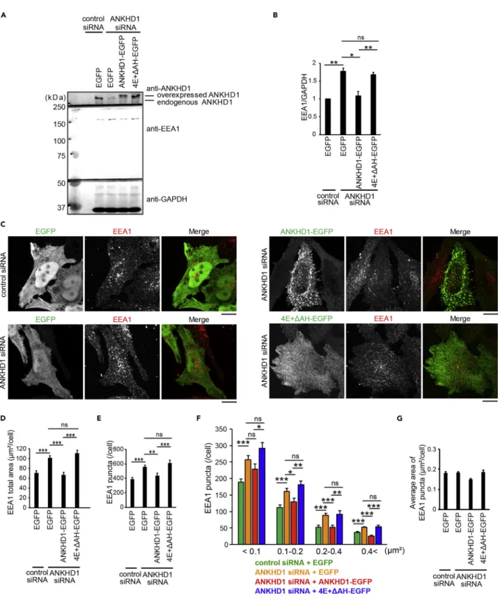 Figure 7. ANKHD1 Regulates the Size and Number of EEA1-Positive Early Endosomes by Vesiculation Ability